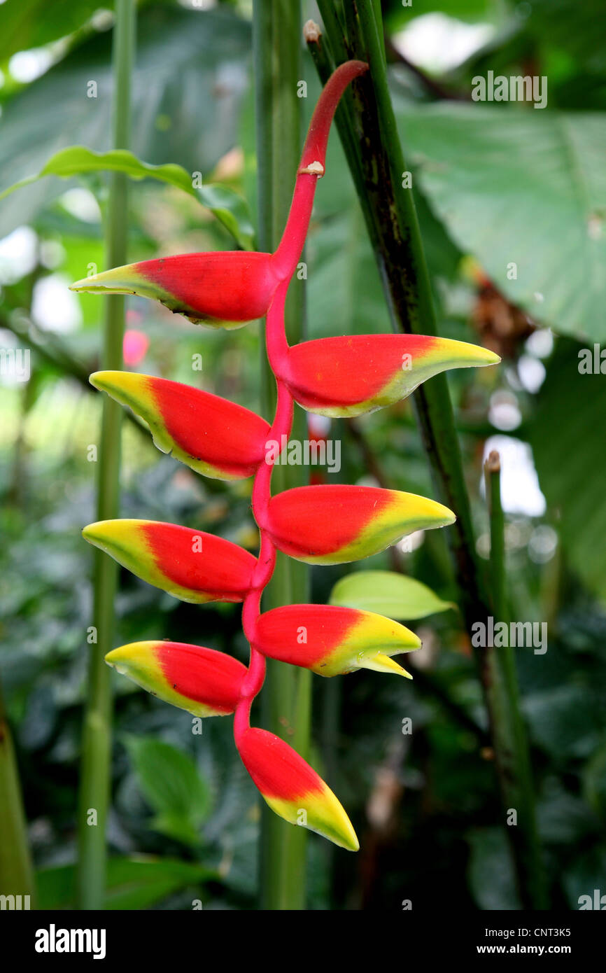 Lobster claw Heliconia Rostrata heliconia (inflorescence), Banque D'Images