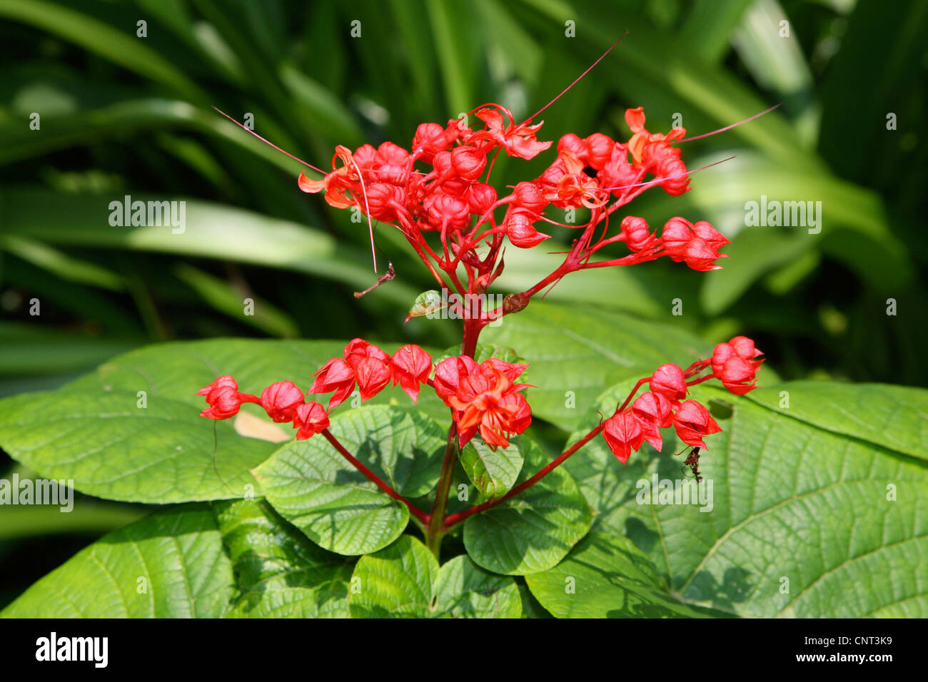 (Glorybower Java Clerodendrum speciosissimum), blooming Banque D'Images