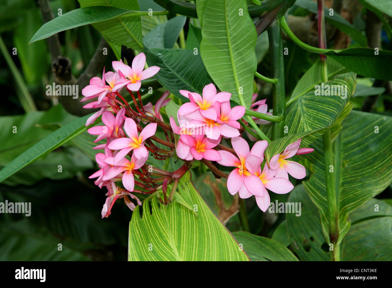 Templetree, rouge (plumeria Plumeria rubra), blooming Banque D'Images