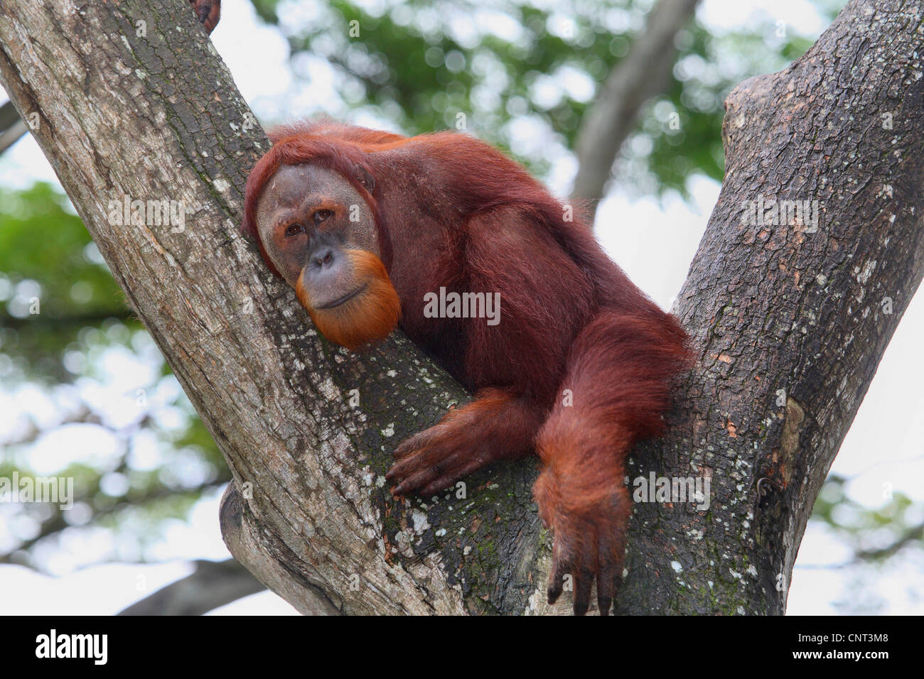Orang-outan, l'orang-outan, l'orang-outang (Pongo pygmaeus), sur l'entrejambe Banque D'Images