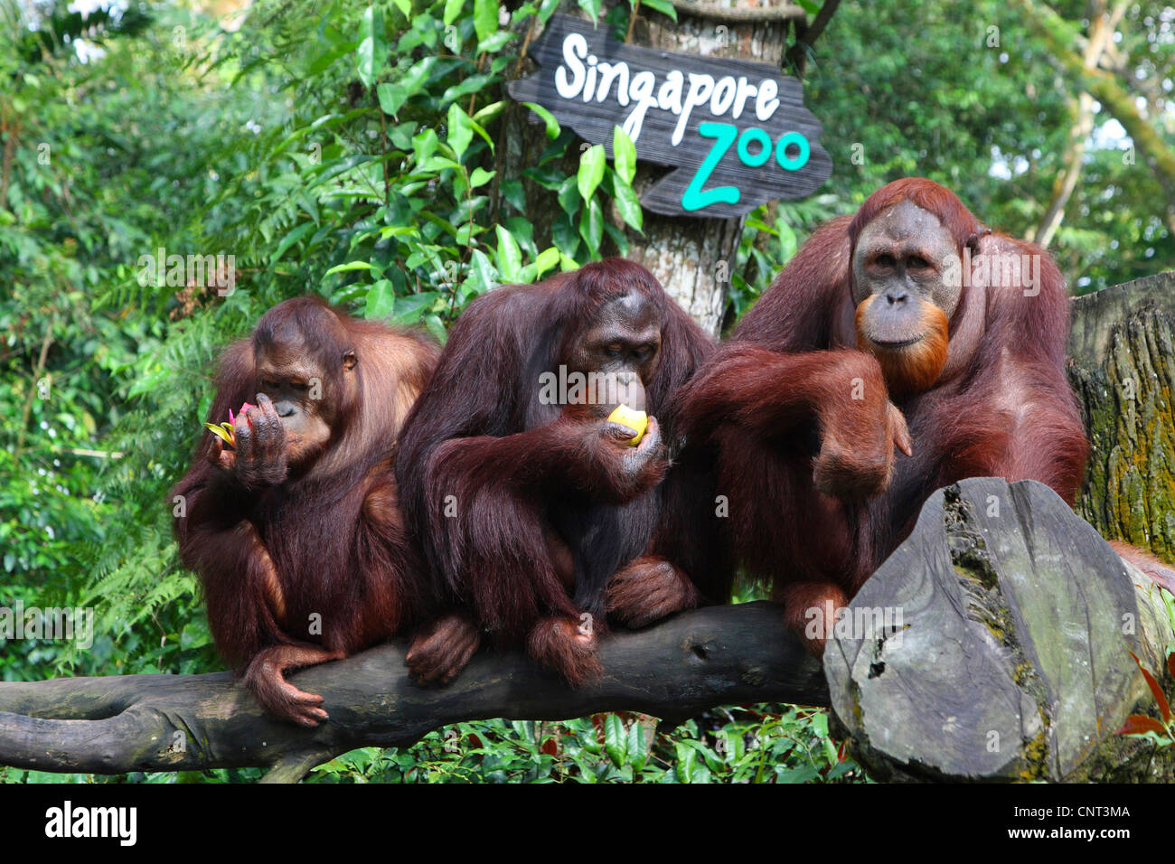 Orang-outan, l'orang-outan, l'orang-outang (Pongo pygmaeus), trois individus se nourrir Banque D'Images