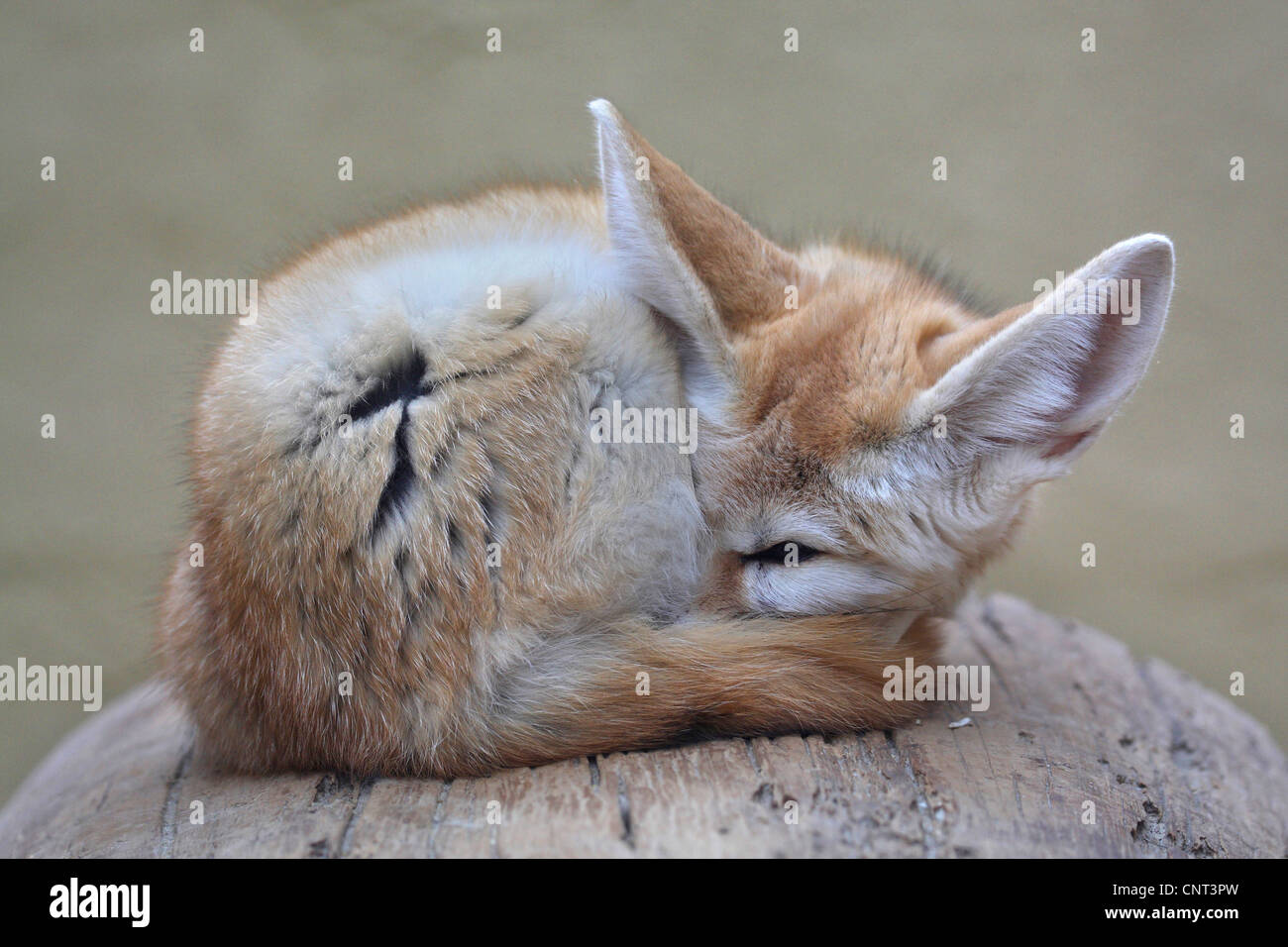 Fennec Fennecus zerda, fox (Vulpes zerda), de repos Banque D'Images