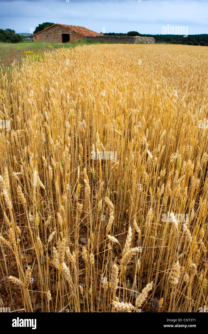 Le blé tendre, cultivé du blé (Triticum aestivum), champ de blé et vieille maison, l'Espagne, Teruel, Aragon Banque D'Images