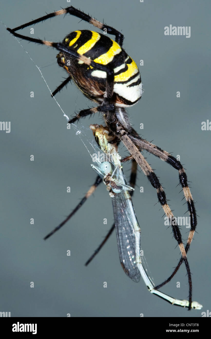 Noir et jaune argiope, noir et jaune spider Argiope bruennichi (jardin), l'alimentation, de l'Espagne, demoiselle de la rivière Turia parc naturel Banque D'Images
