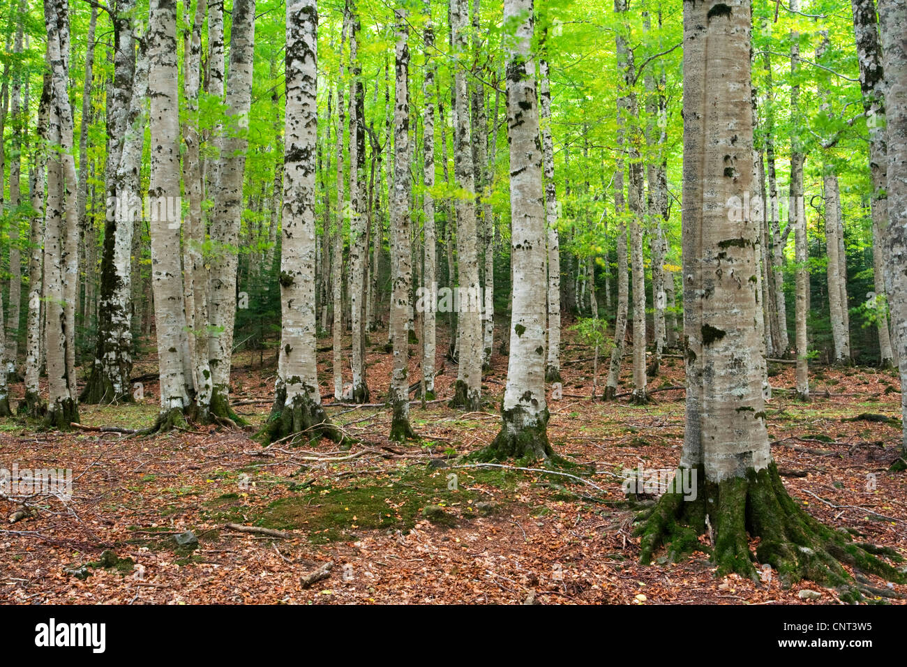 Forêt feuillue de parc national Ordesa y Monte Perdido, l'Espagne, l'Aragon, Pyrénées, Parc National d'Ordesa Banque D'Images