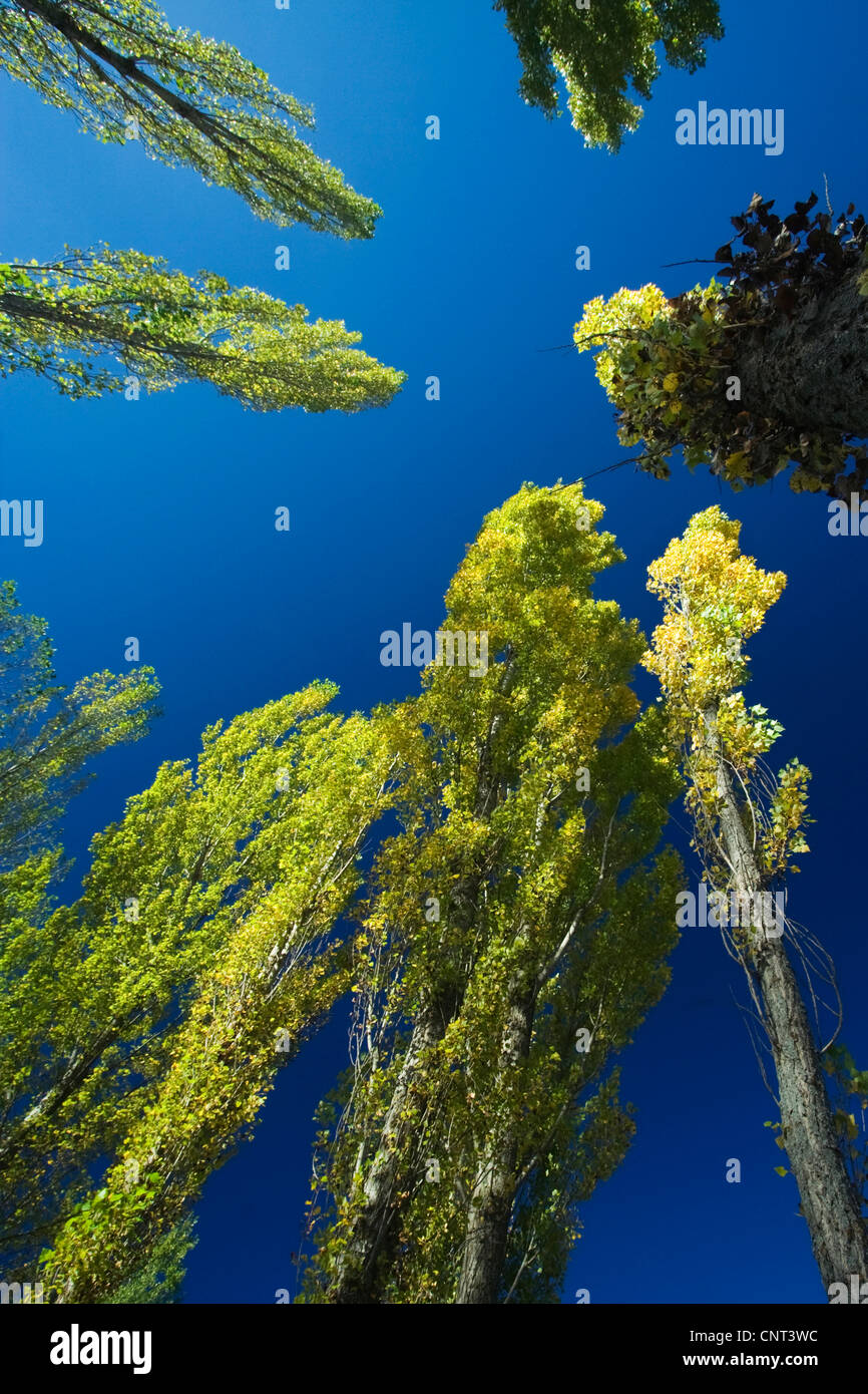 Le tremble, le peuplier (Populus spec.), forêt à l'automne, l'Espagne, l'Aragon, la Sierra de Albarracin Banque D'Images