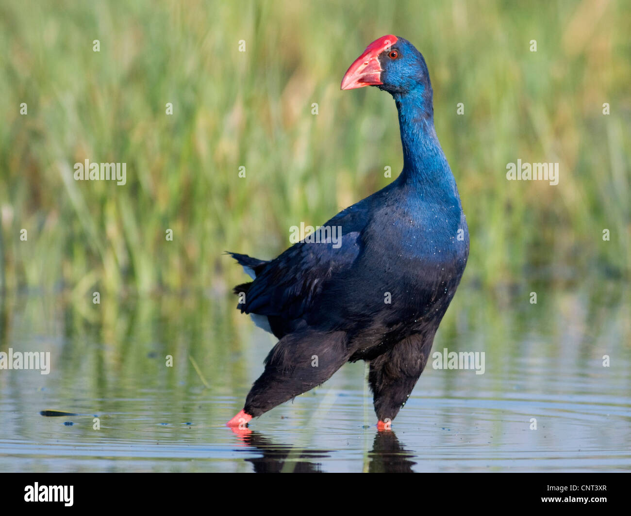 Talève sultane (Porphyrio porphyrio), au lagoon, Espagne Banque D'Images