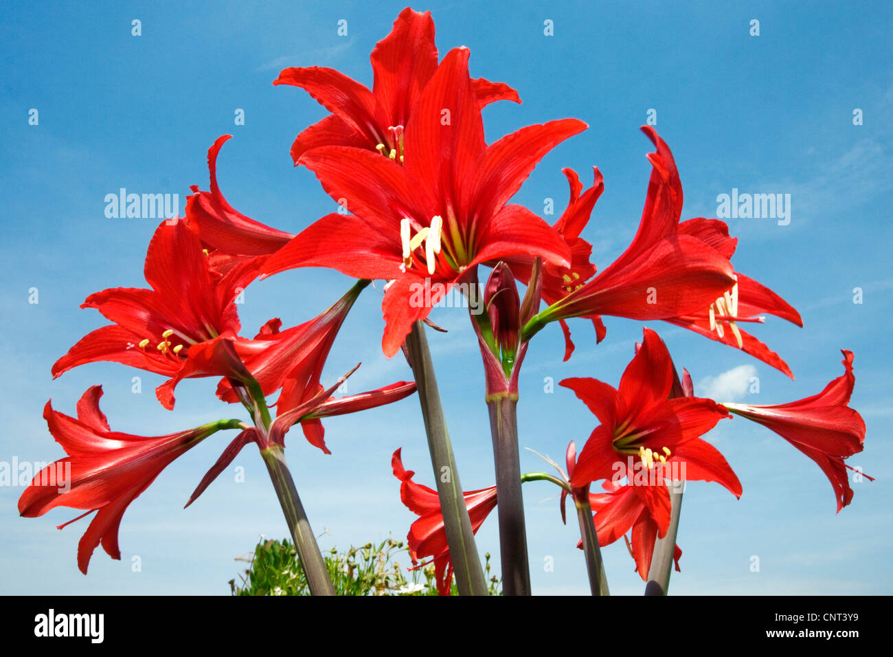 Amaryllis (Hippeastrum spec.), les fleurs rouges en face de ciel bleu, Espagne Banque D'Images