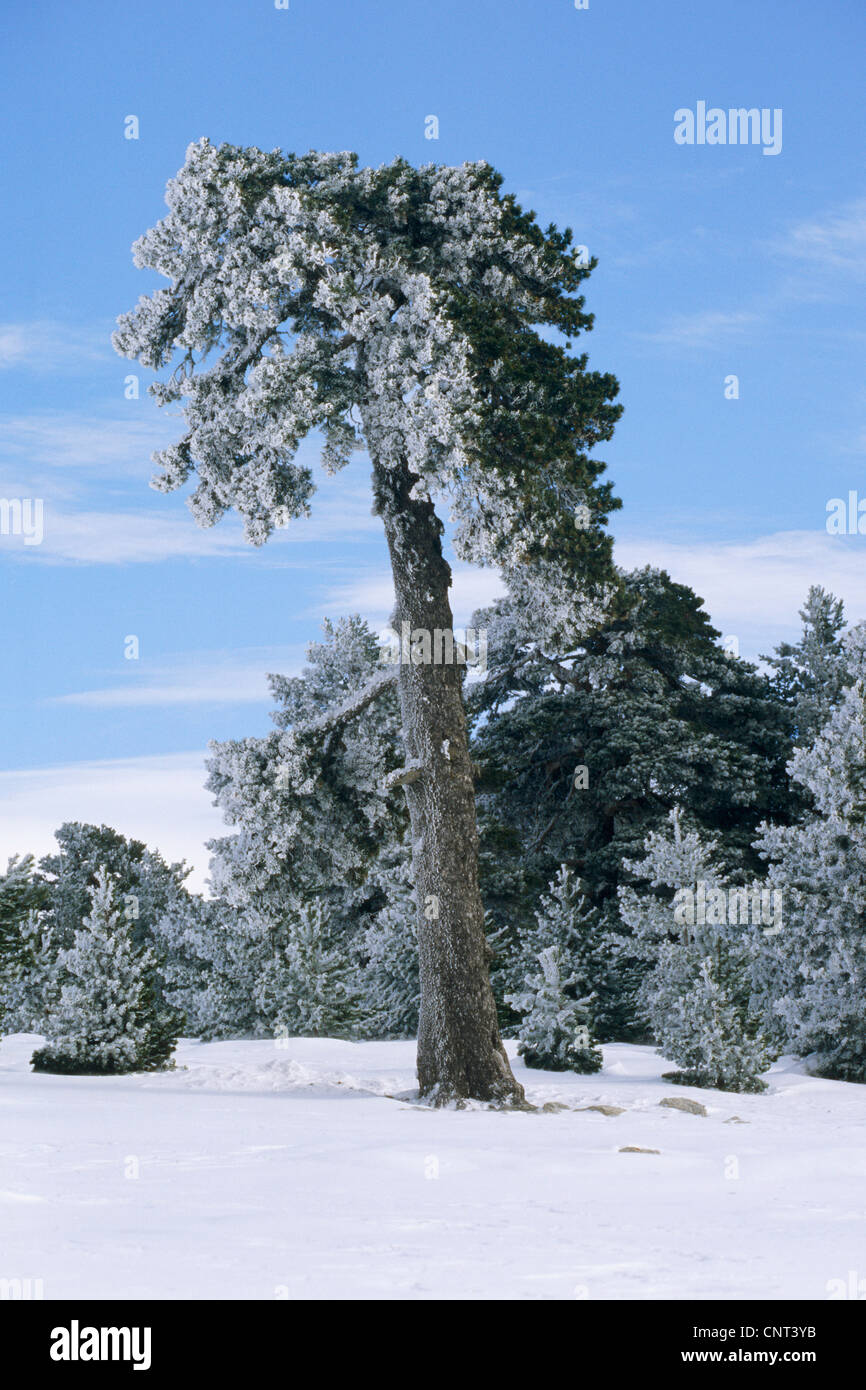 Pin (Pinus spec.), congelés à pin Sierra de Gudar, Espagne, Aragon Banque D'Images