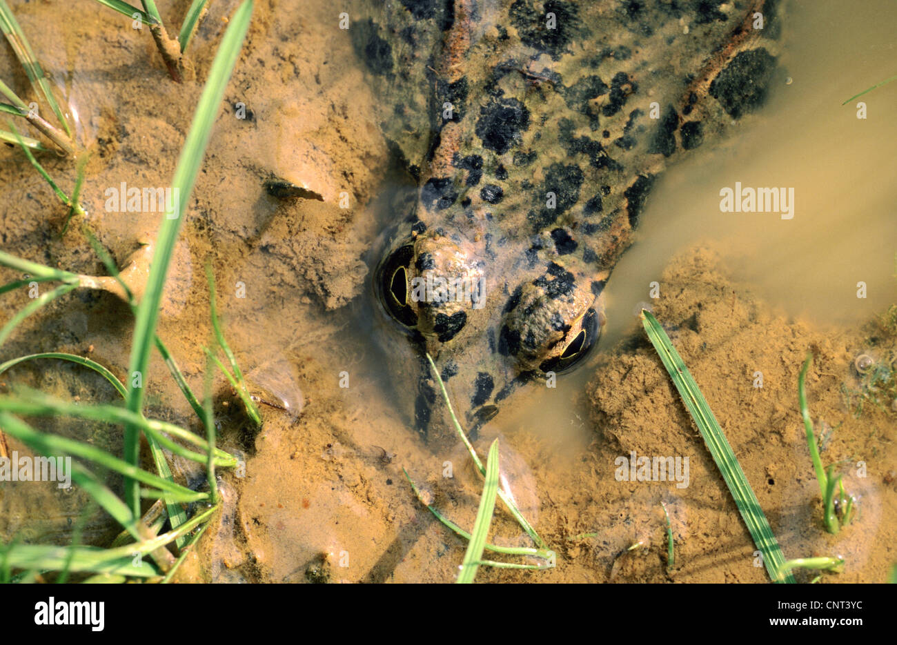 Coruna frog (Rana perezi, Rana ridibunda perezi), dans la boue, l'Espagne, Andalousie, Sierra Morena Banque D'Images