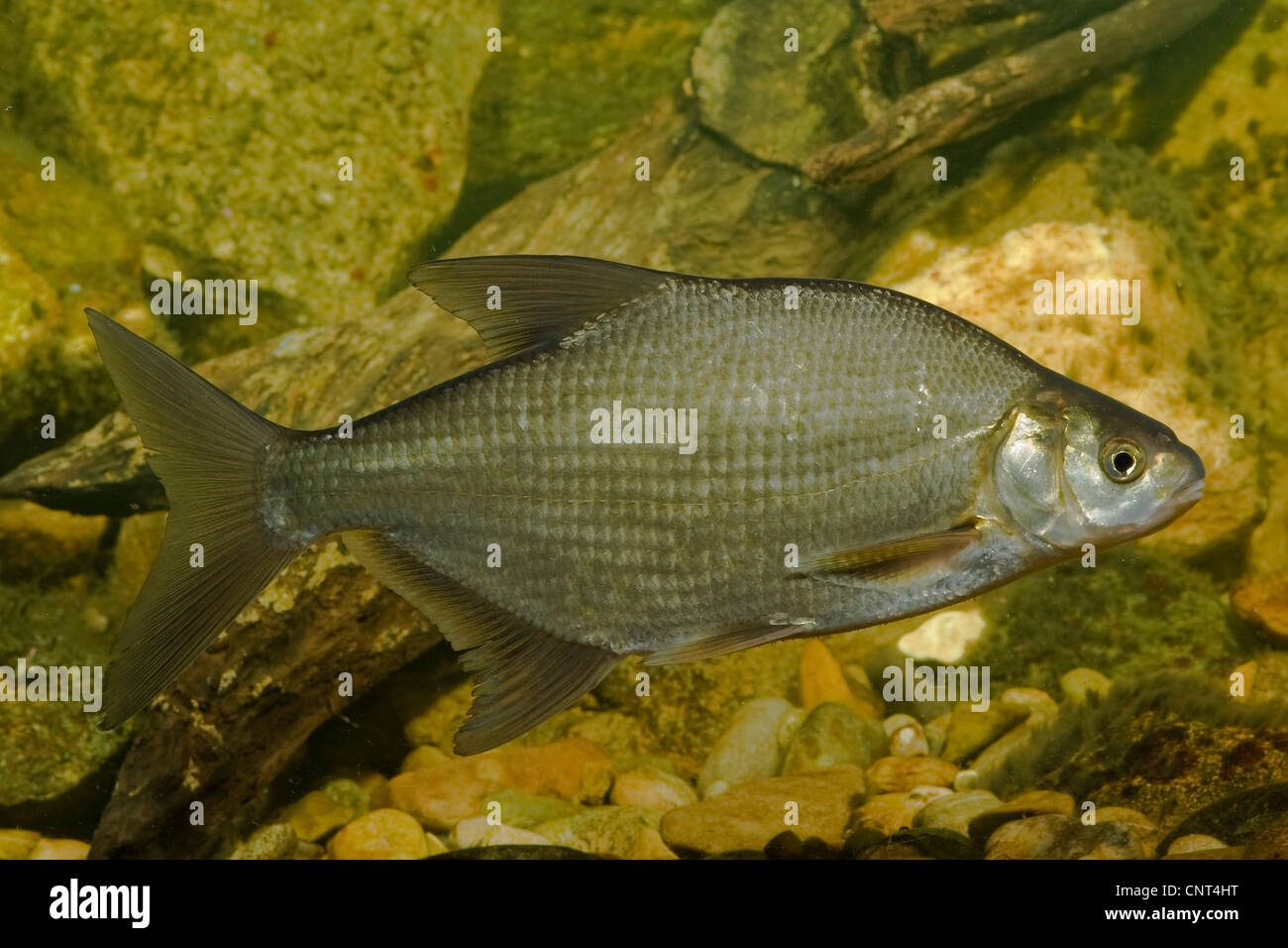 Brème commune brème d'eau douce, la carpe, la brème (Abramis brama), 30 cm de long, l'Allemagne, la Bavière Banque D'Images