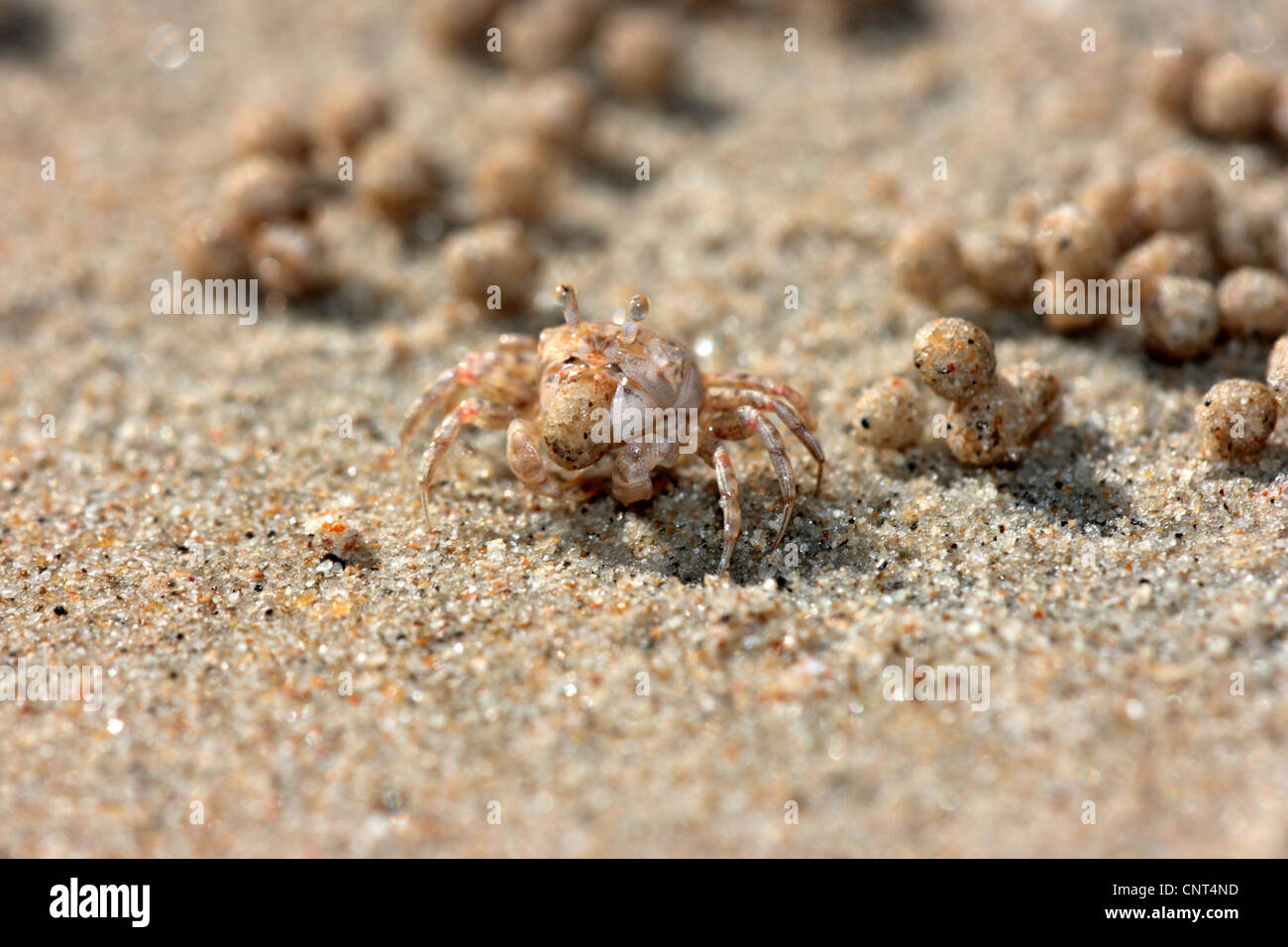 San Bubbler barboteur, sable Crabe (Scopimera inflata), formant des boules de sable, Thaïlande, Khao Lok NP Banque D'Images