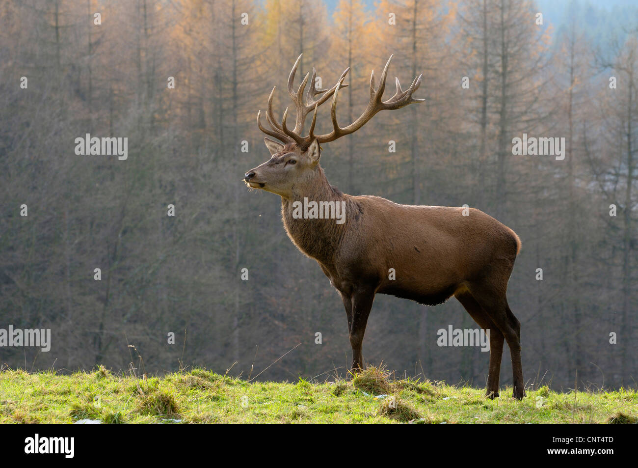 Red Deer (Cervus elaphus), stag dans un pré, en Allemagne, en Rhénanie du Nord-Westphalie Banque D'Images