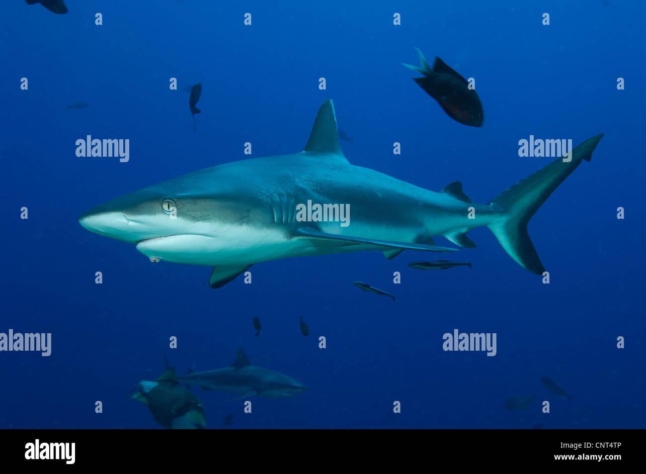 Requin gris de récif (Carcharhinus amblyrhynchos), les Pères de corail, Kimbe Bay, la Papouasie-Nouvelle-Guinée. Banque D'Images