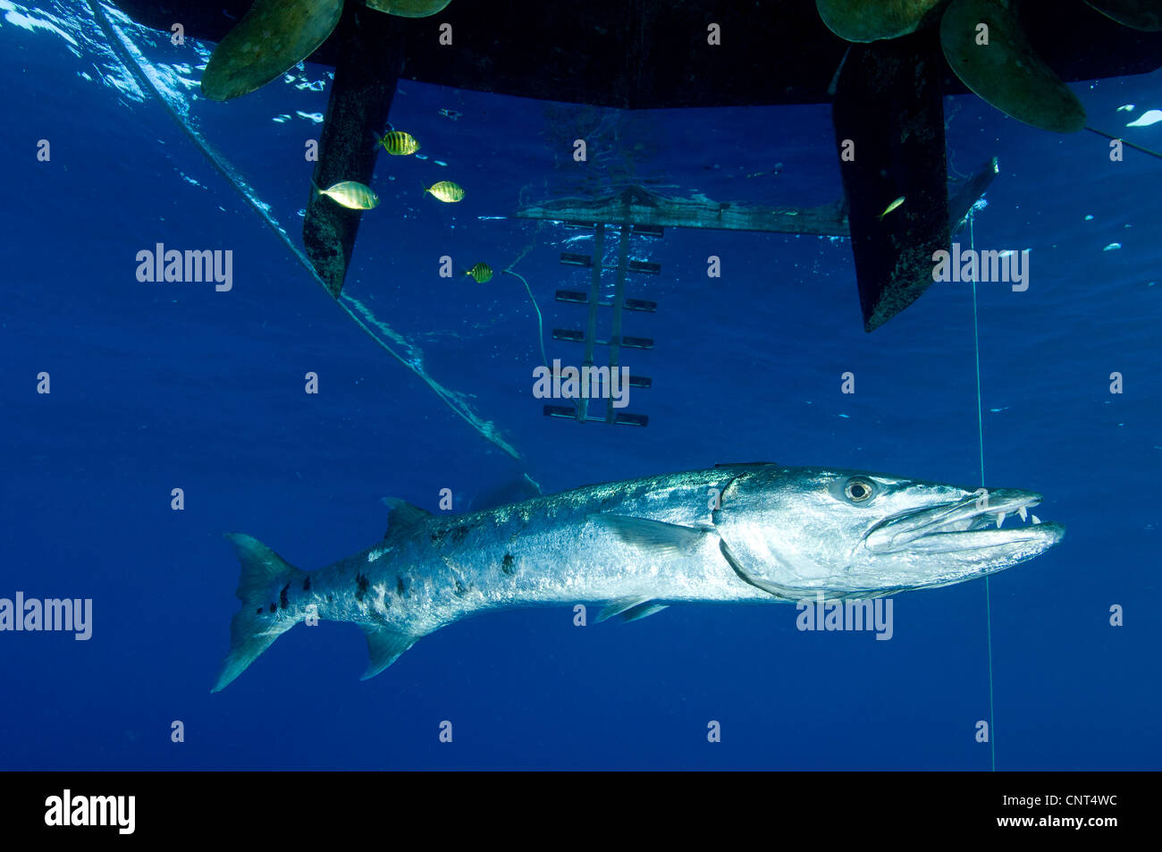 Un grand barracuda (Sphyraena barracuda) sous un voile, les Pères reef, Kimbe Bay, la Papouasie-Nouvelle-Guinée. Banque D'Images