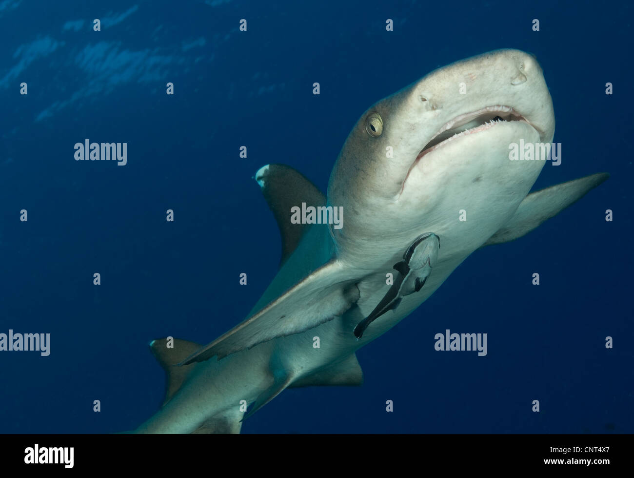 Whitetip reef shark (Triaenodon obesus), vue du visage, les Pères reef, Kimbe Bay, la Papouasie-Nouvelle-Guinée. Banque D'Images