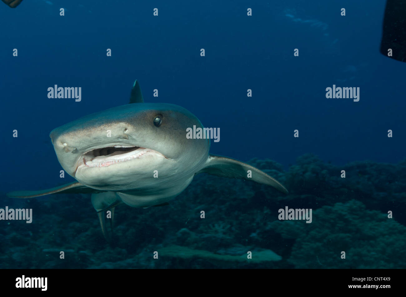 Whitetip reef shark (Triaenodon obesus), vue du visage, les Pères reef, Kimbe Bay, la Papouasie-Nouvelle-Guinée. Banque D'Images