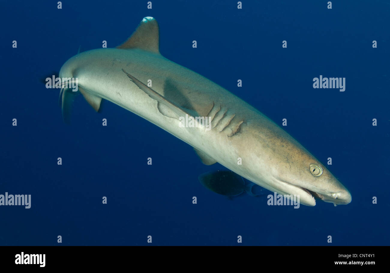 Whitetip reef shark (Triaenodon obesus), vue complète du corps, les Pères reef, Kimbe Bay, la Papouasie-Nouvelle-Guinée. Banque D'Images
