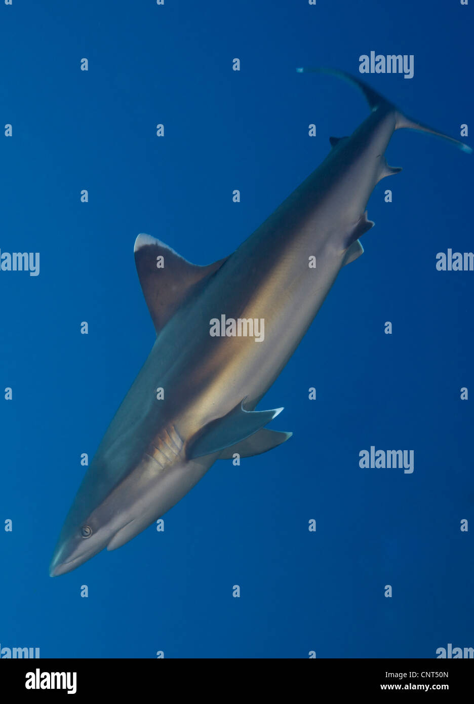 Requin (Carcharhinus albimarginatus Silvertip), les Pères de corail, Kimbe Bay, la Papouasie-Nouvelle-Guinée. Banque D'Images