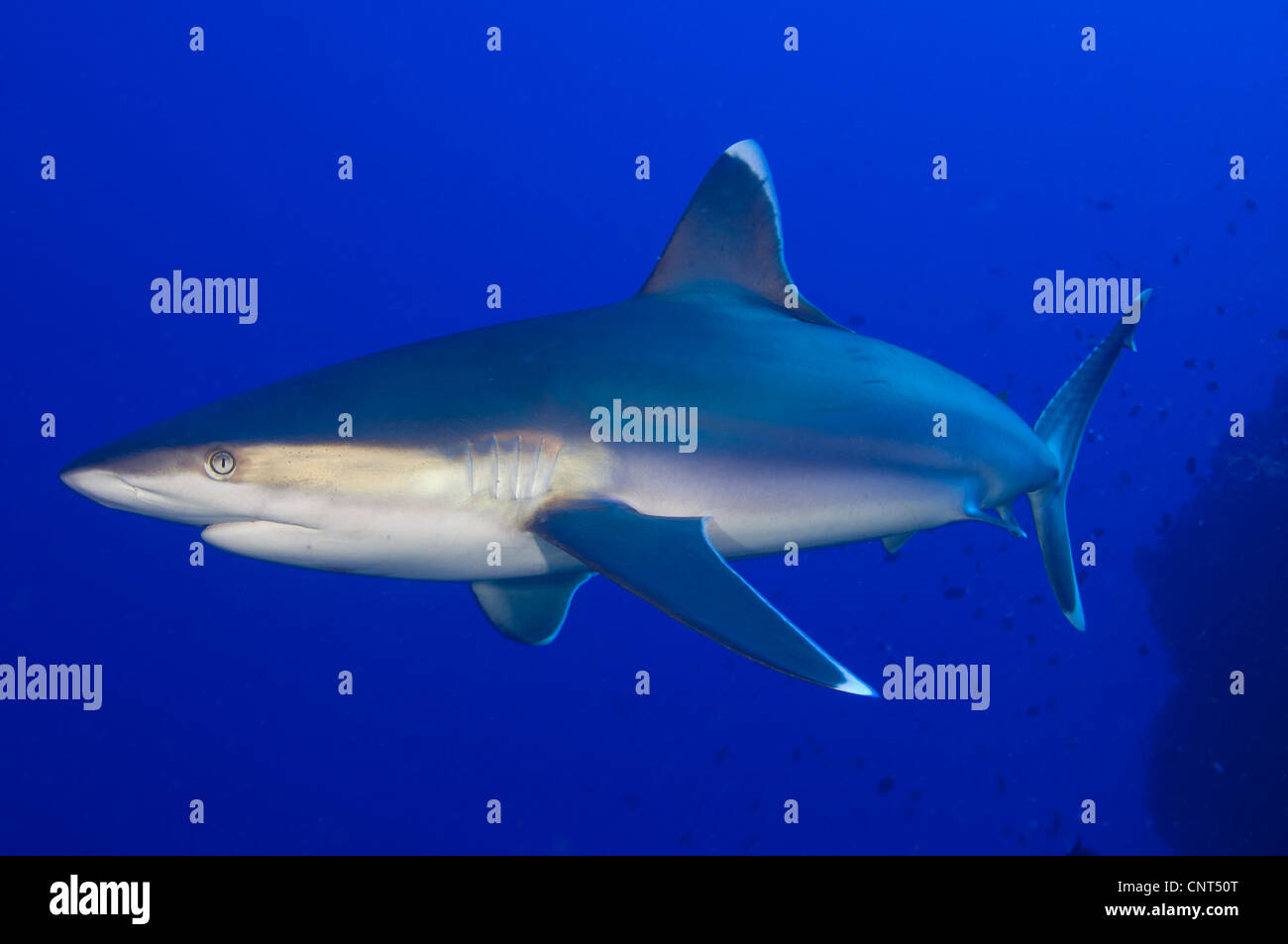 Requin (Carcharhinus albimarginatus Silvertip), les Pères de corail, Kimbe Bay, la Papouasie-Nouvelle-Guinée. Banque D'Images