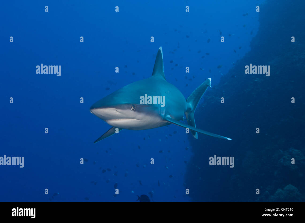 Requin (Carcharhinus albimarginatus Silvertip), les Pères de corail, Kimbe Bay, la Papouasie-Nouvelle-Guinée. Banque D'Images