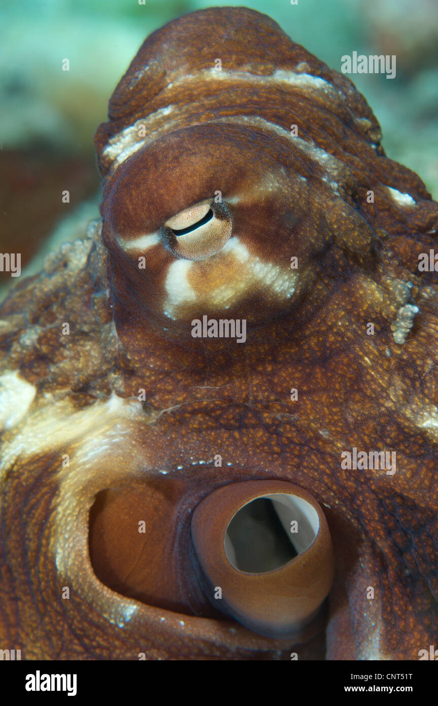 Vue rapprochée d'un poulpe commun (Octopus cyanea), les Pères de corail, Kimbe Bay, la Papouasie-Nouvelle-Guinée. Banque D'Images