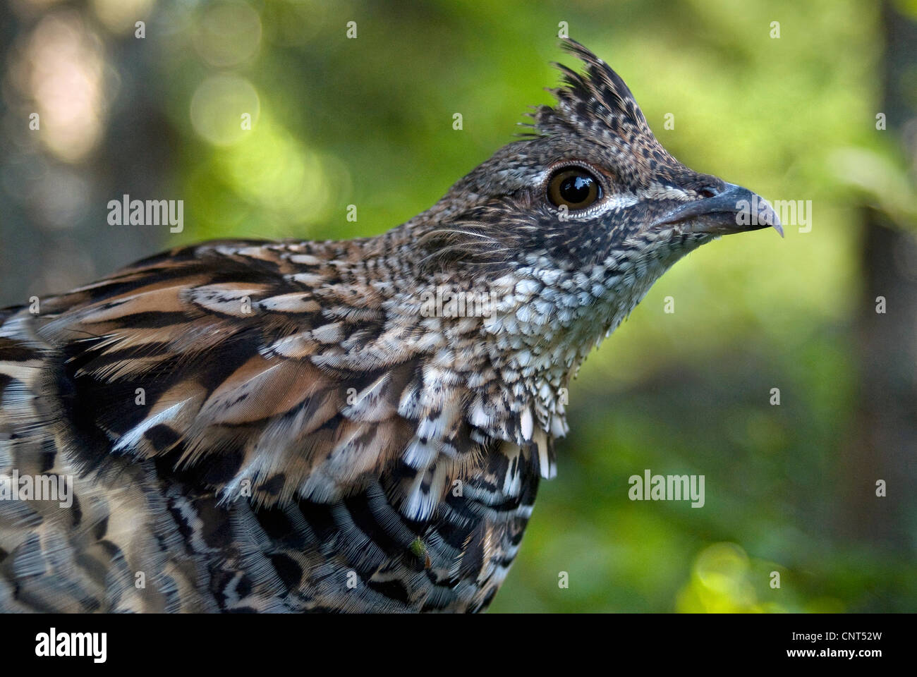 Le tétras du Canada (Dendragapus canadiensis), portrait, Canada, Nouvelle-Écosse Banque D'Images