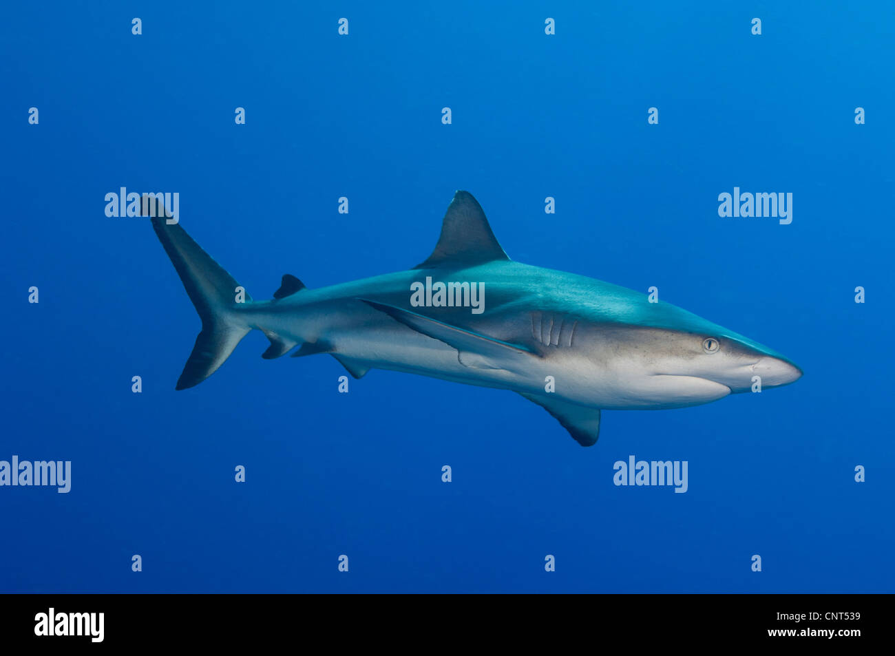 Requin gris de récif (Carcharhinus amblyrhynchos), vue du côté du corps, les Pères reef, Kimbe Bay, la Papouasie-Nouvelle-Guinée. Banque D'Images