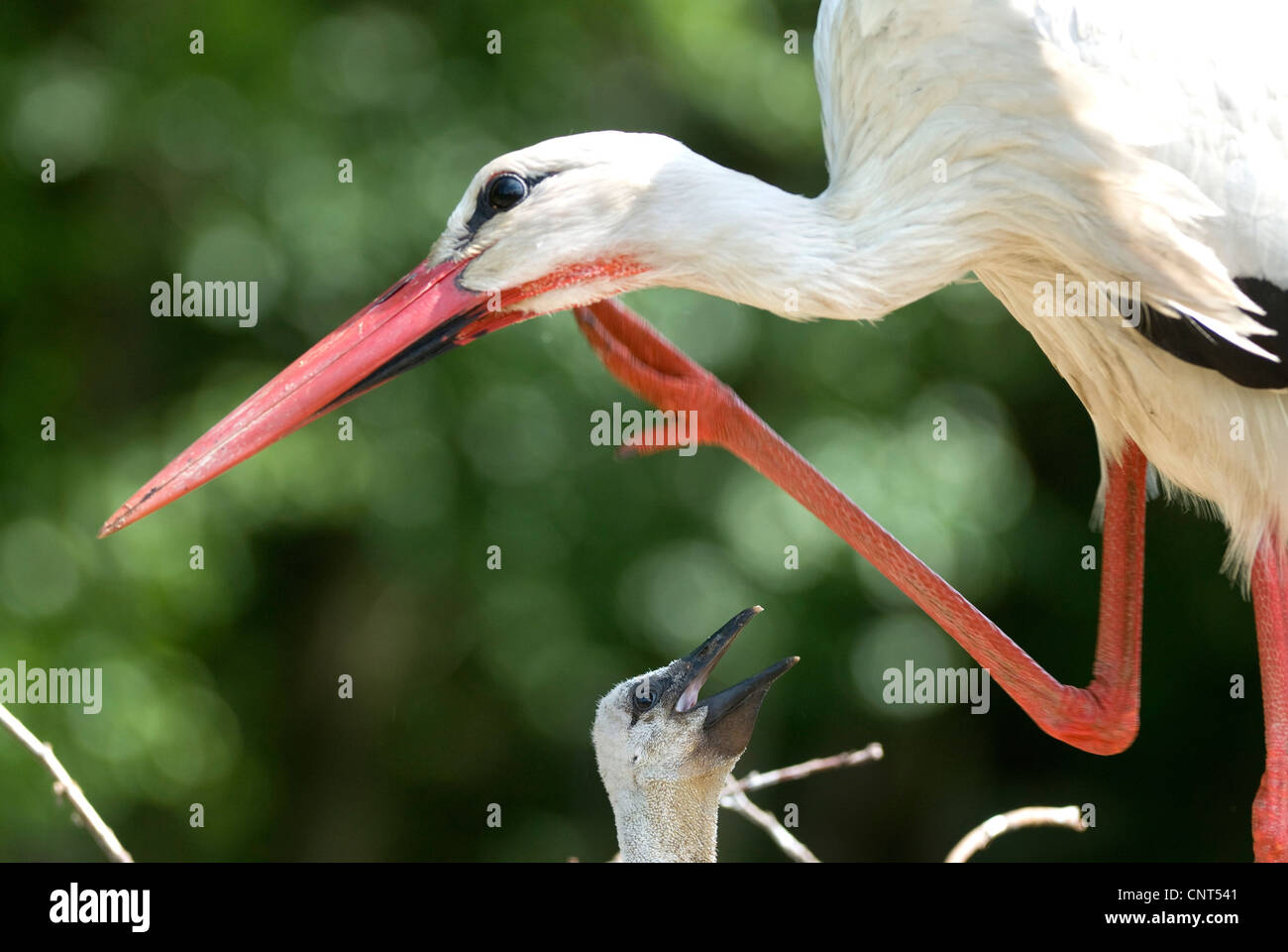 Cigogne Blanche (Ciconia ciconia), le nettoyage, l'Allemagne, Rhénanie du Nord-Westphalie Banque D'Images