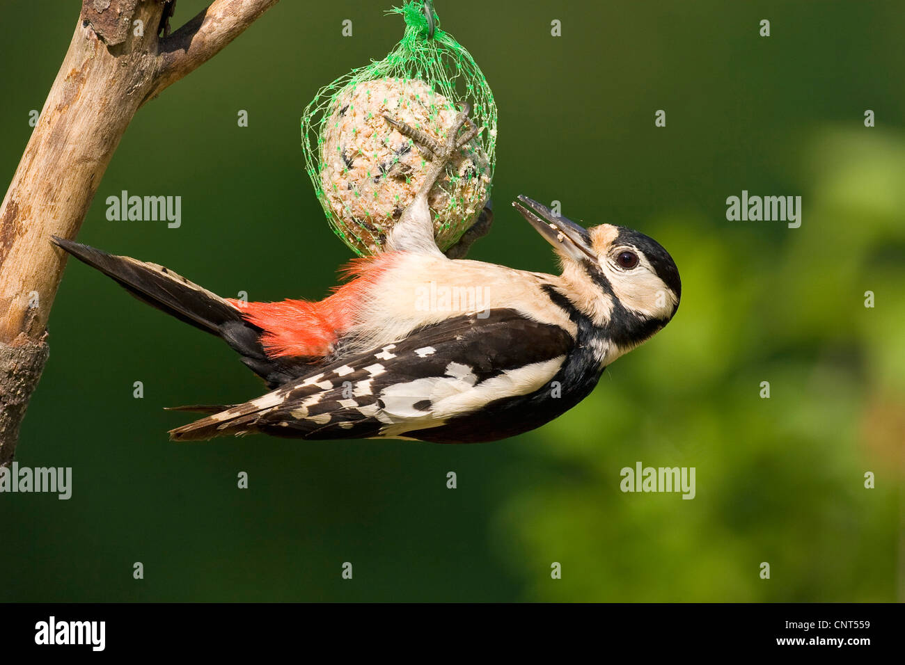 Great spotted woodpecker (Picoides major, Dendrocopos major), suspendu à une boule de graisse Banque D'Images