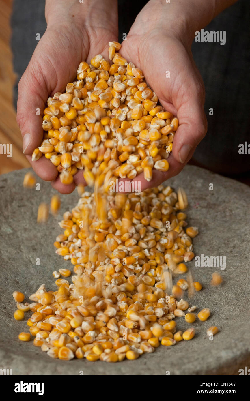 Le maïs, le maïs (Zea mays), venu dans un bol rempli de maïs par les mains Banque D'Images