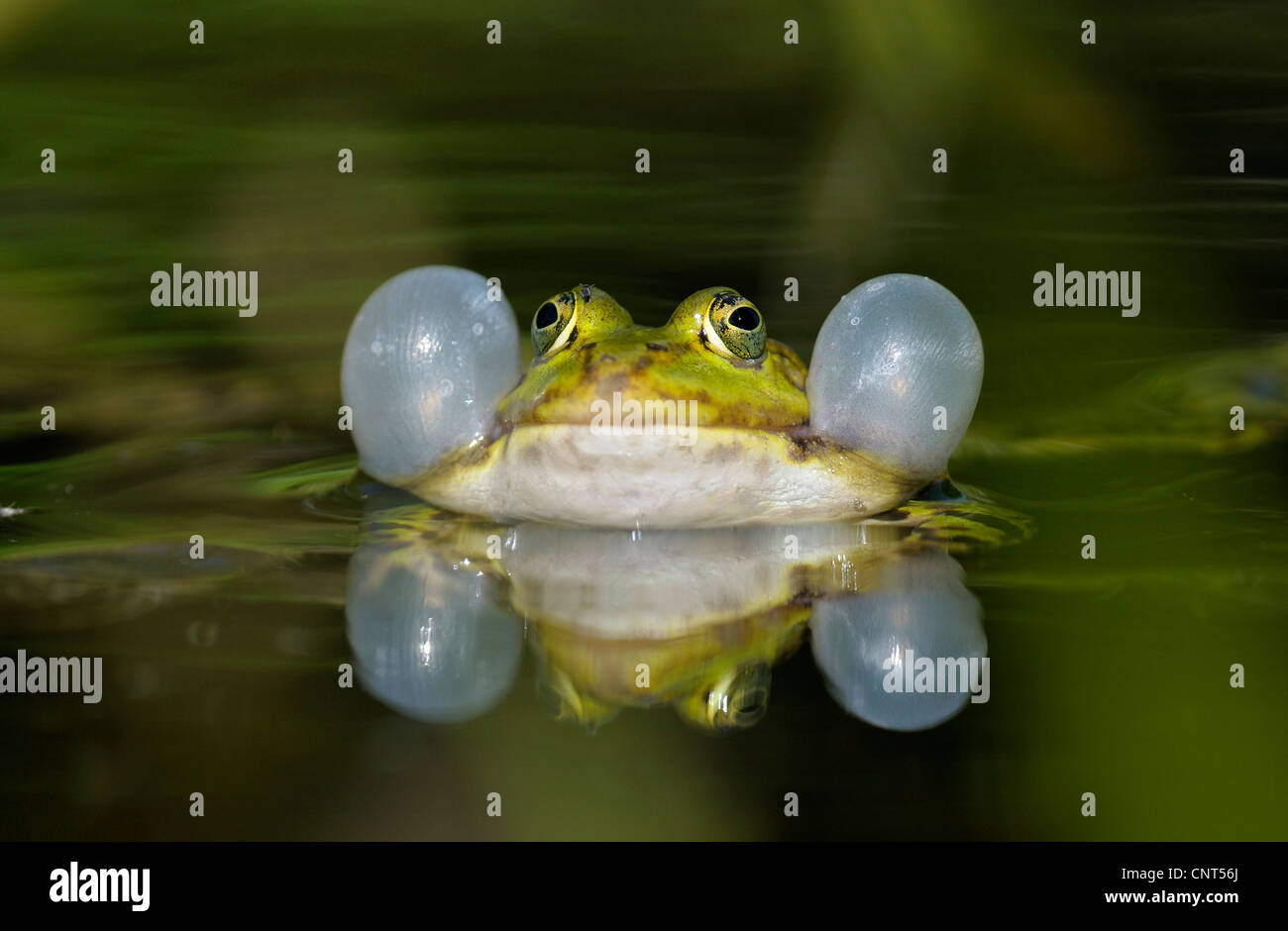 Grenouille comestible européen commun, edible frog (Rana kl. esculenta, Rana esculenta), homme coassant avec sacs vocaux pendant la saison de frai, l'Allemagne, Rhénanie du Nord-Westphalie Banque D'Images