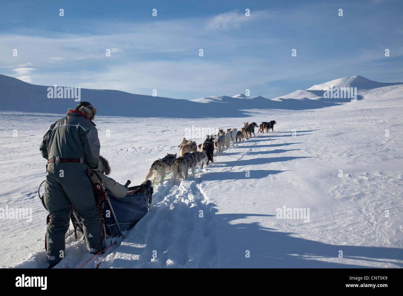 Chien domestique (Canis lupus f. familiaris), en traîneau à chiens 14 dans la neige paysage, la Norvège, le Parc National de Dovrefjell Sunndalsfjella Banque D'Images