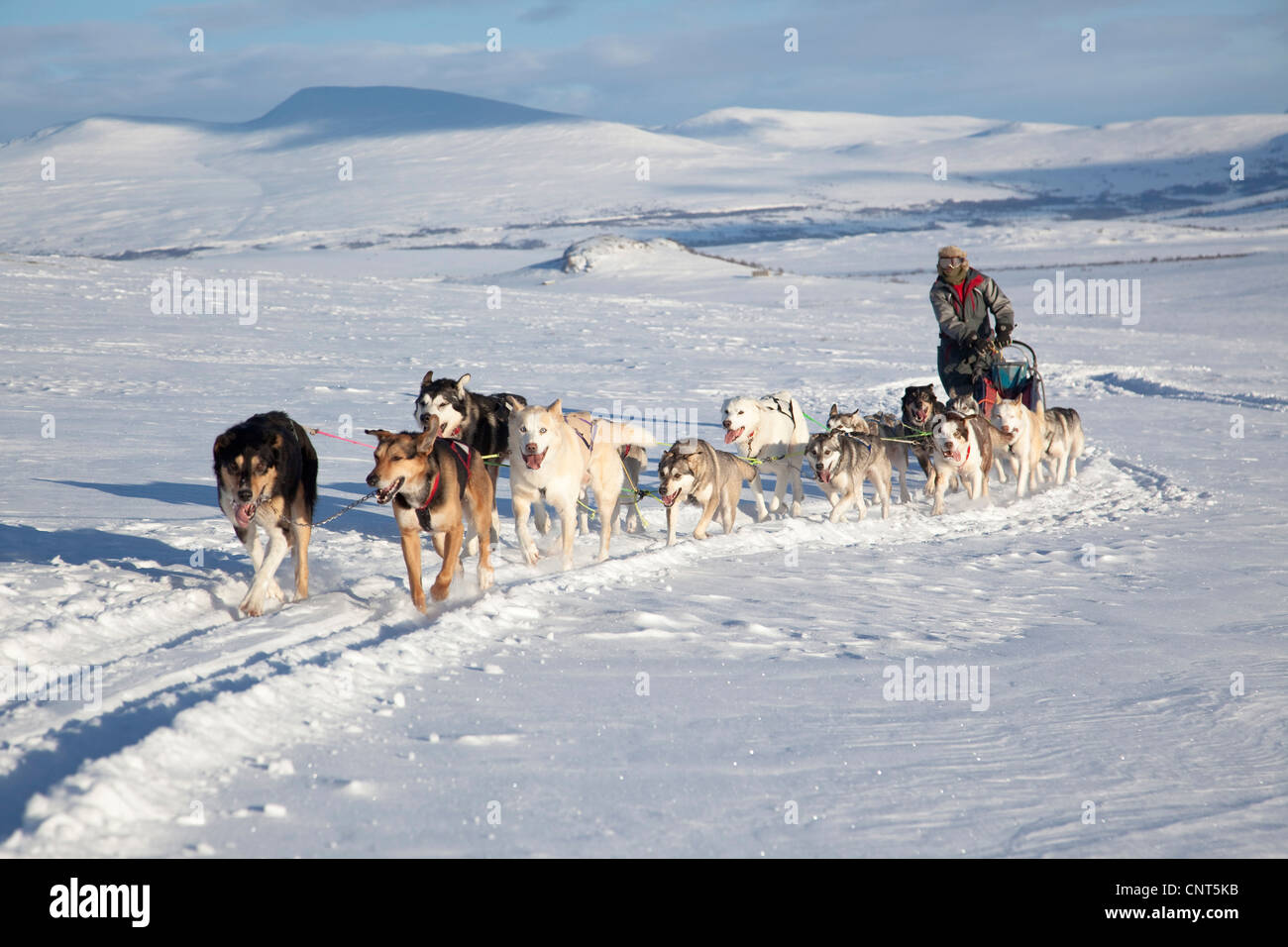 Chien domestique (Canis lupus f. familiaris), en traîneau à chiens 14 dans la neige paysage, la Norvège, le Parc National de Dovrefjell Sunndalsfjella Banque D'Images