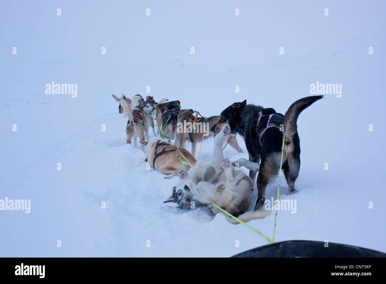 Chien domestique (Canis lupus f. familiaris), roulant dans la neige, la Norvège, le Parc National de Dovrefjell Sunndalsfjella Banque D'Images