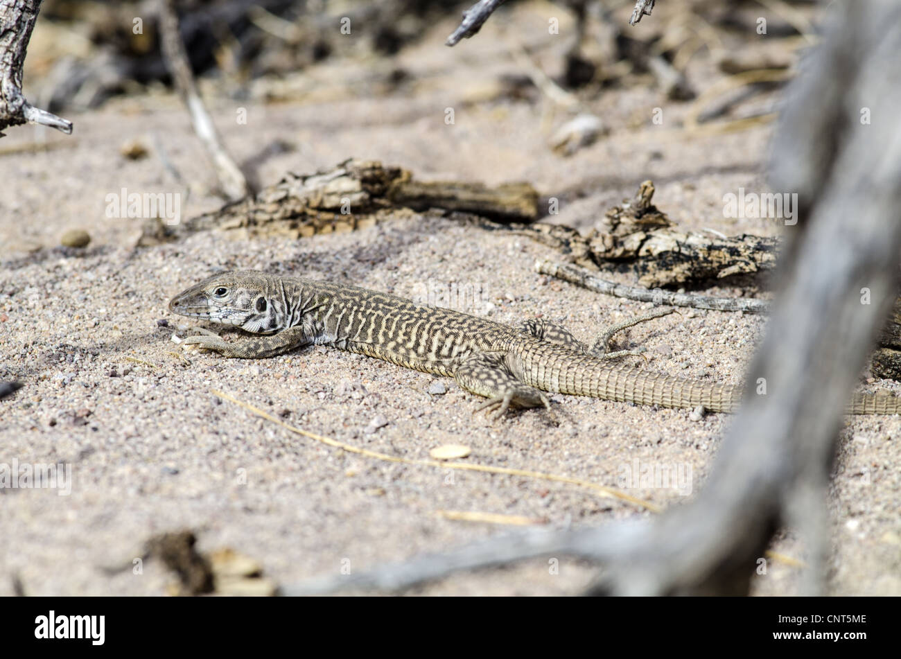 Marbré, coureur de l'Ouest (Aspidoscelis marmorata marmorata), Bosque del Apache National Wildlife Refuge, Nouveau Mexique, USA. Banque D'Images