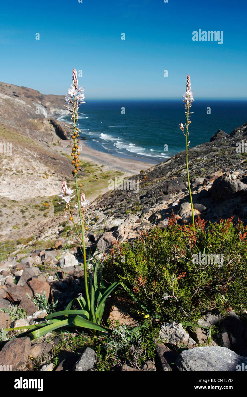 L'été, asphodel asphodel, commune de haut asphodèle (Asphodelus aestivus, Asphodelus microcarpe), à la côte rocheuse El Barronal, Espagne, Andalousie, Cabo de Gata Nijar natural park Banque D'Images
