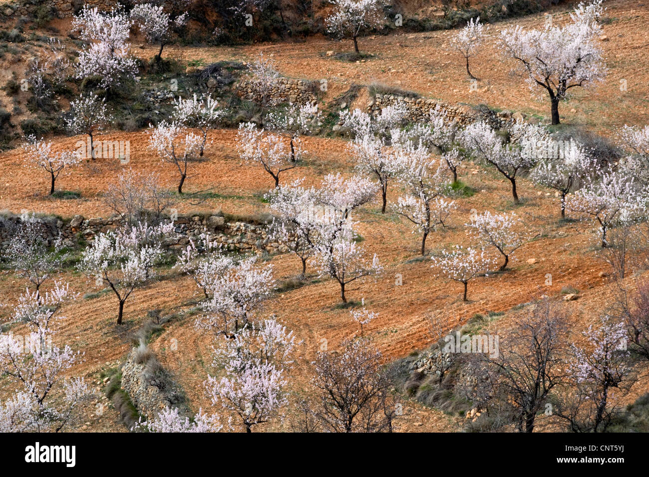 L'amande douce (Prunus amygdalus var. dulcis, Prunus dulcis var. dulcis), amandiers en fleurs au printemps, en Espagne, Los Serranos Banque D'Images