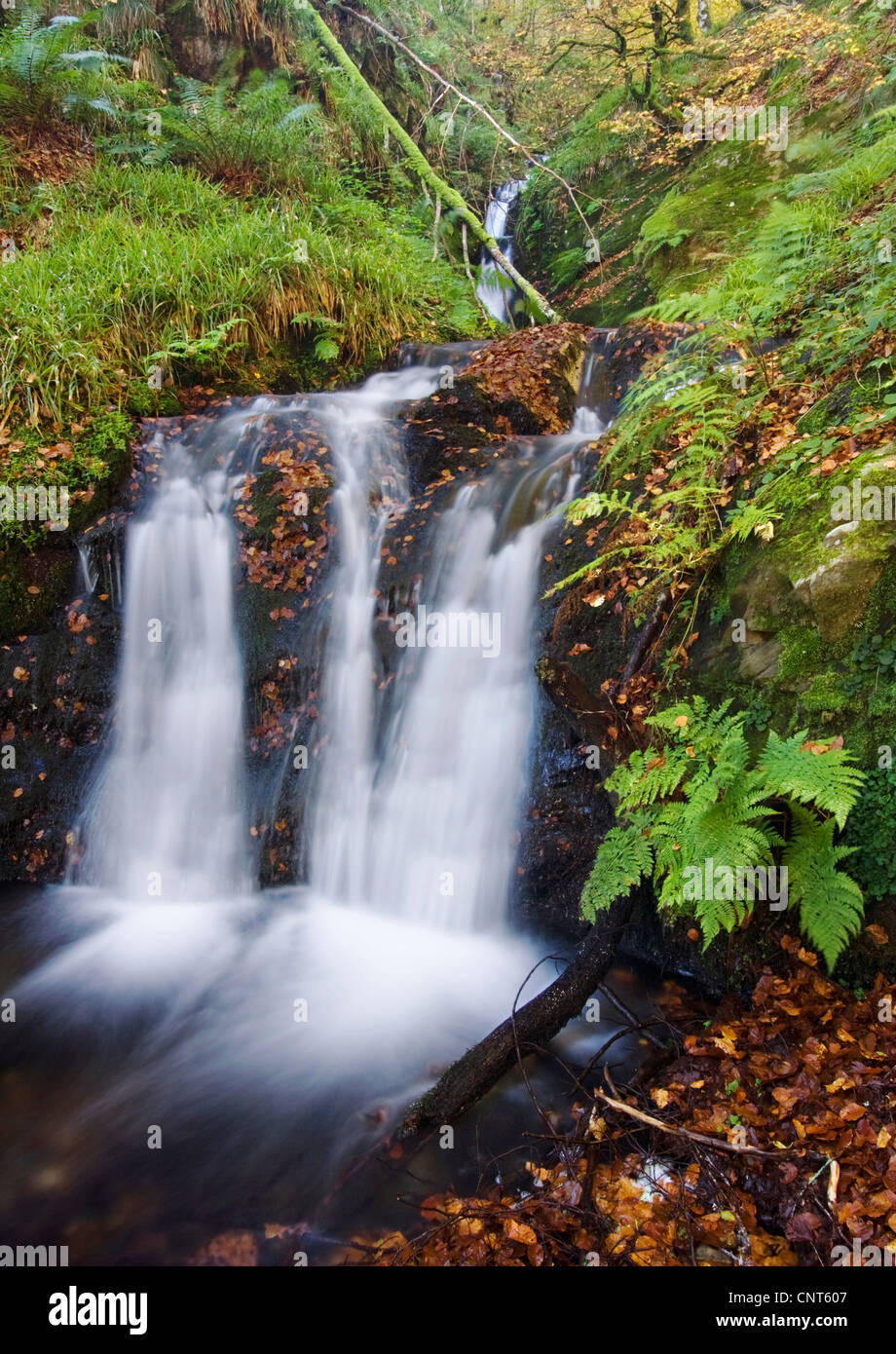 Chute d'eau à un ruisseau de la forêt, de l'Espagne, Navarra, Pyrénées, Selva de Irati Banque D'Images