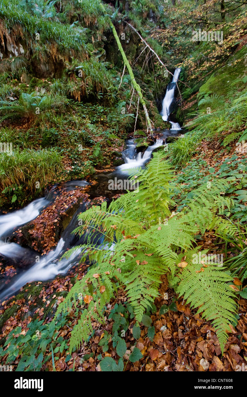 Fern dans une chute dans une forêt, l'Espagne, Navarra, Pyrénées, Selva de Irati Banque D'Images