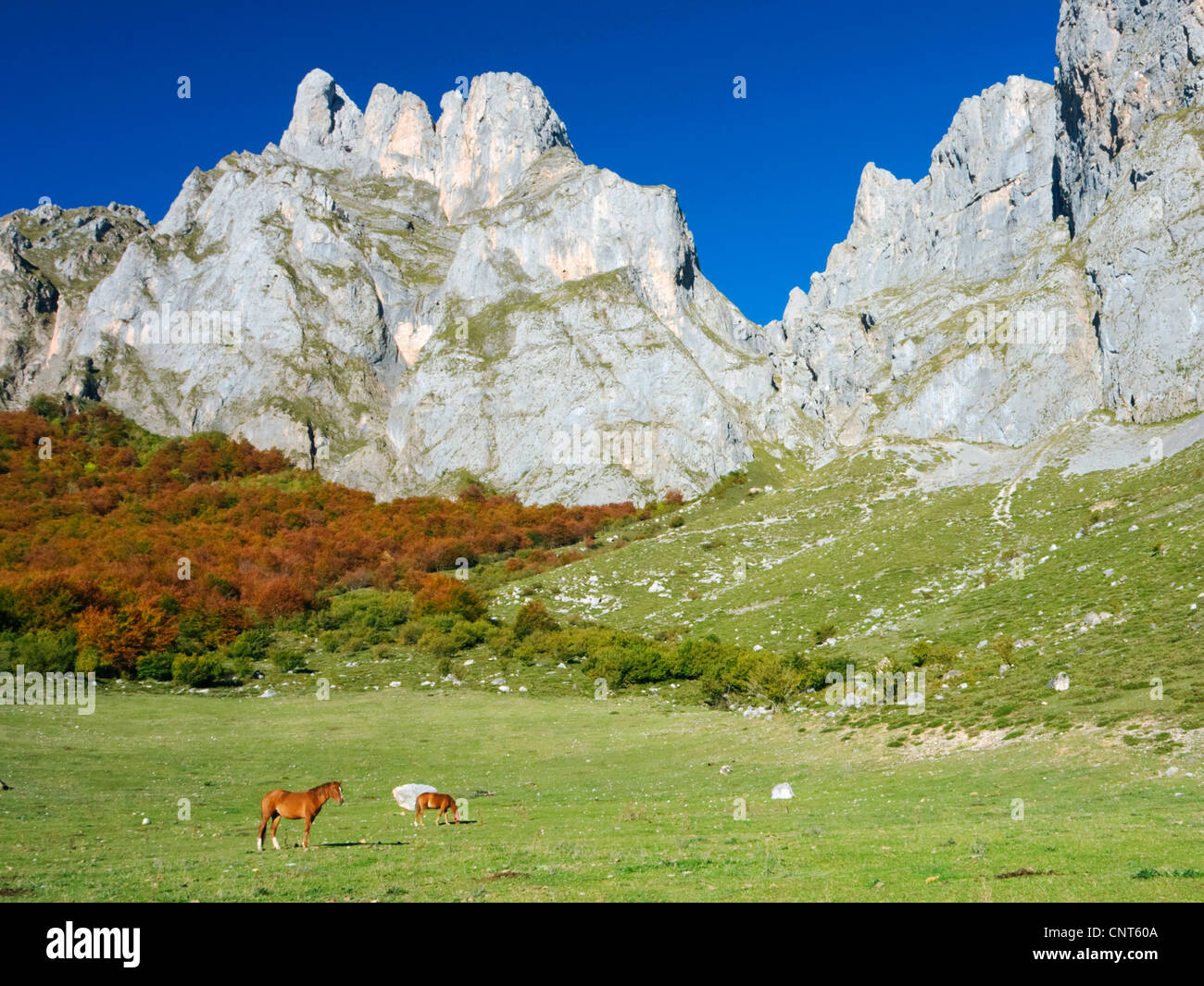Chevaux à Fuente de , monts Cantabriques, en Espagne, Cantabria, parc national Picos de Europa Banque D'Images