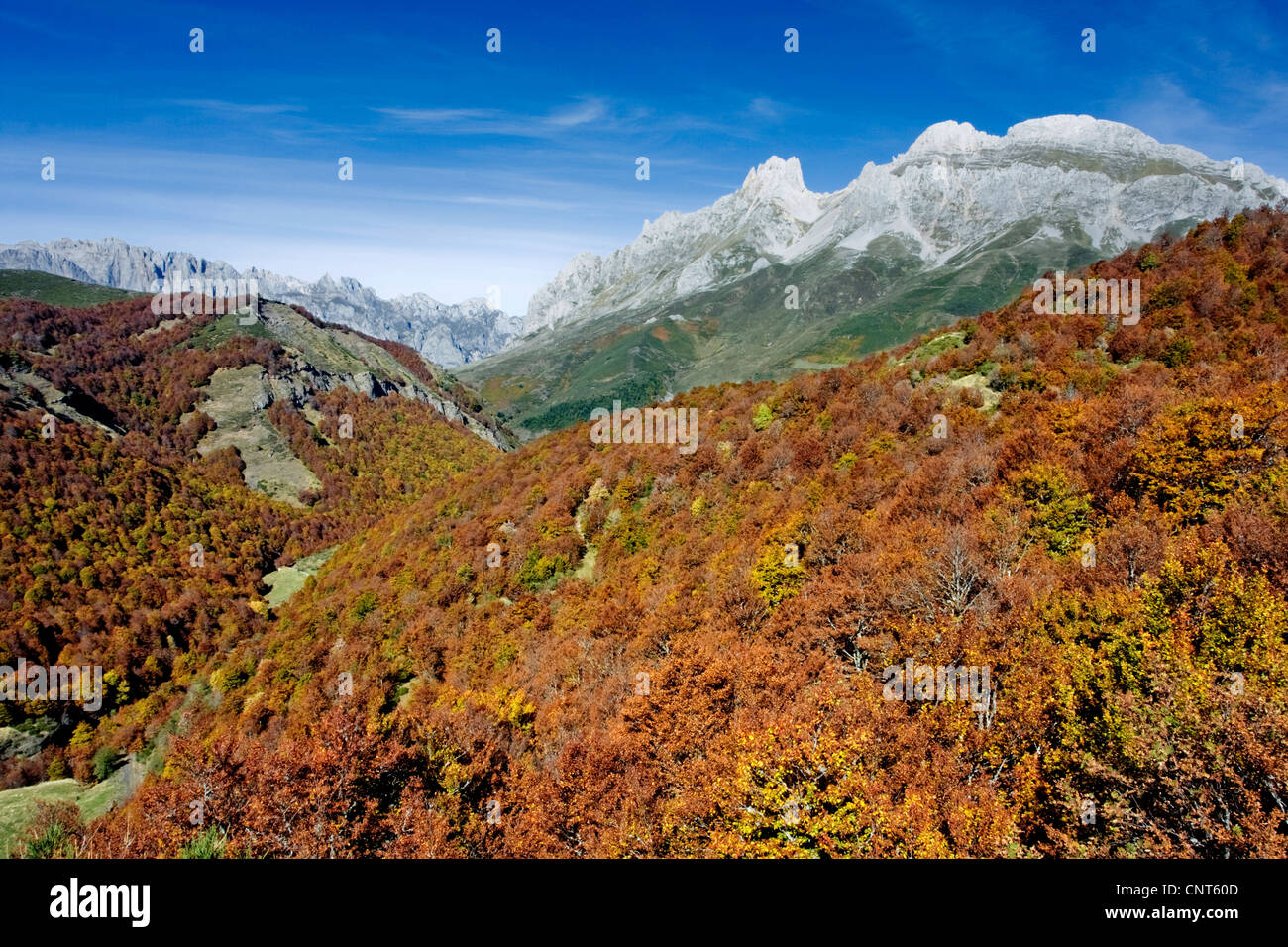 Le hêtre commun (Fagus sylvatica), forêt de hêtres en automne, dans les monts Cantabriques, en Espagne, Leon, parc national Picos de Europa Banque D'Images