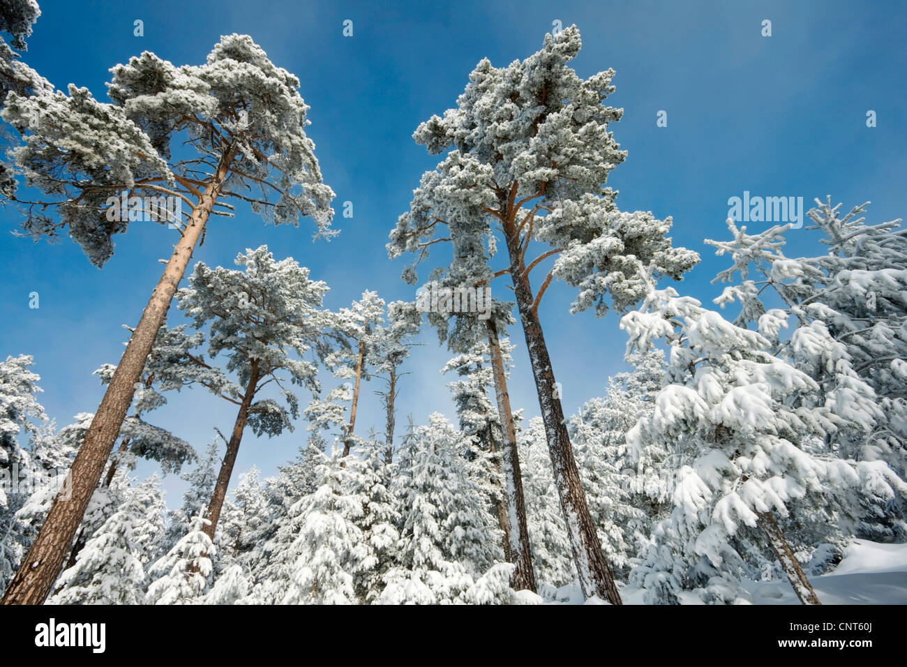 Pin sylvestre, le pin sylvestre (Pinus sylvestris), forêt enneigée, Espagne, Aragon, Sierra de Gudar Banque D'Images