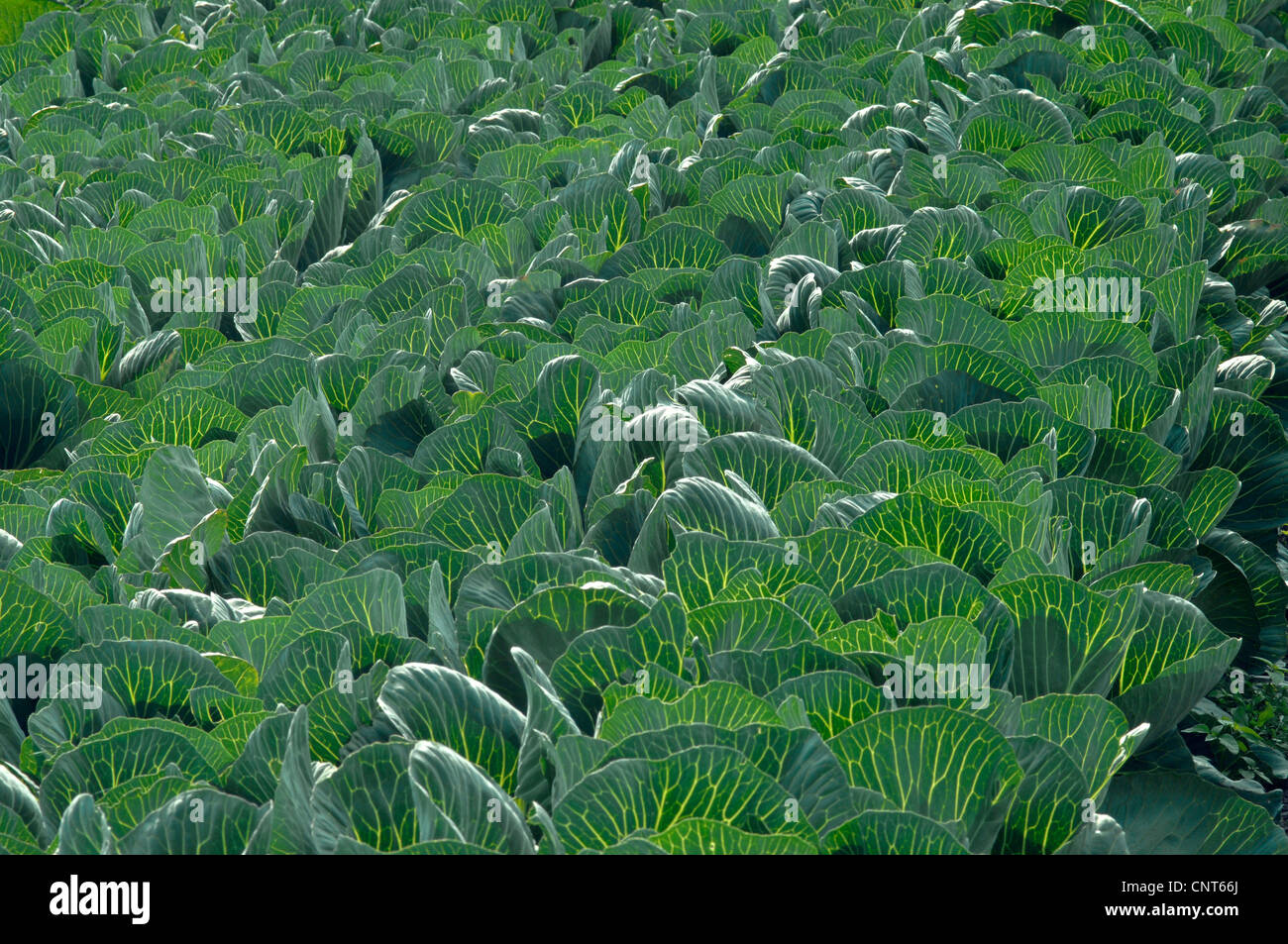 Chou blanc (Brassica oleracea var. capitata f. alba), champ de choux, Allemagne Banque D'Images