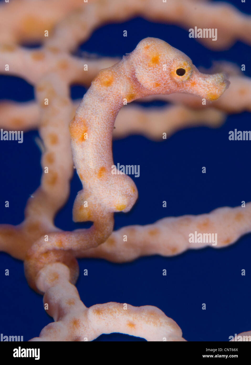 Hippocampe pygmée (Hippocampus denise) sur les éventails de mer, Kimbe Bay, la Papouasie-Nouvelle-Guinée. Banque D'Images