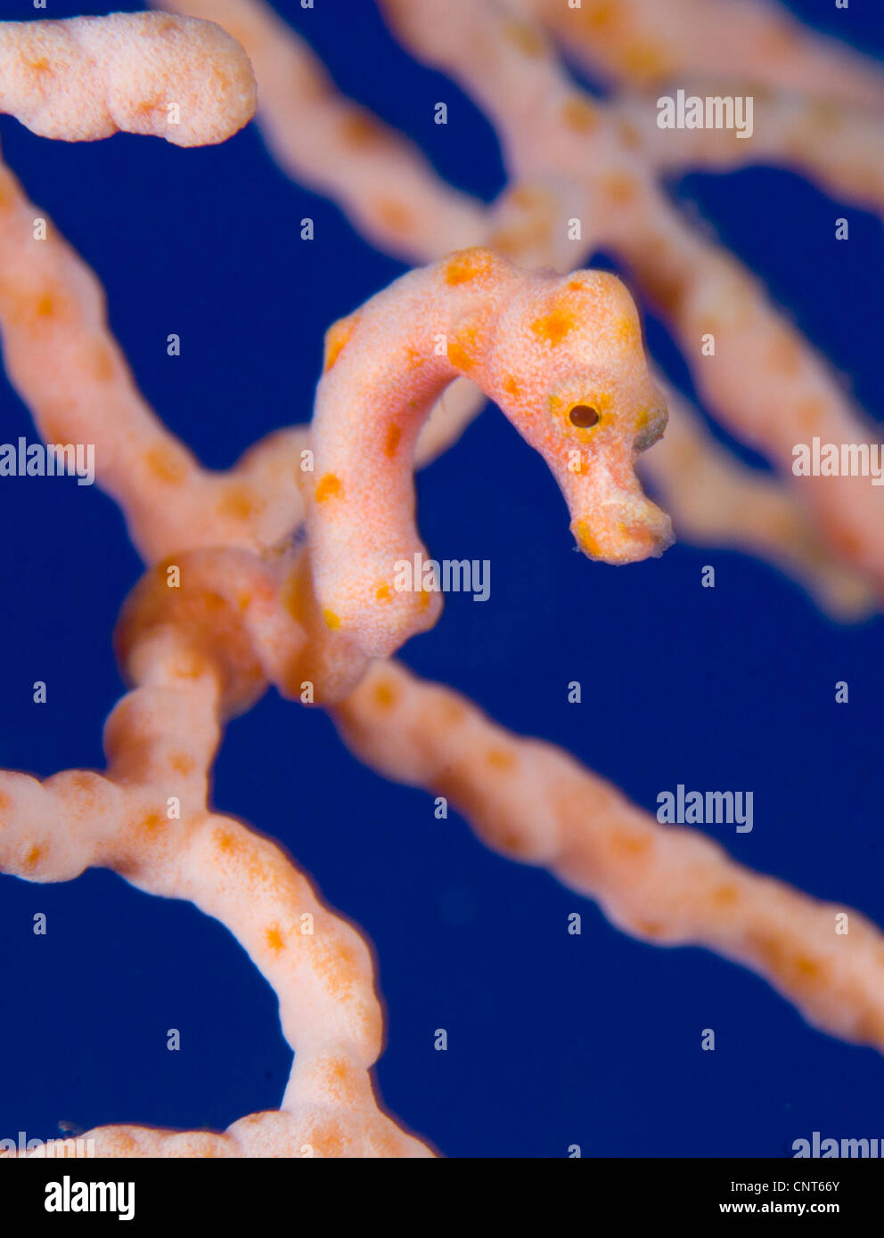 Hippocampe pygmée (Hippocampus denise) sur les éventails de mer, Kimbe Bay, la Papouasie-Nouvelle-Guinée. Banque D'Images