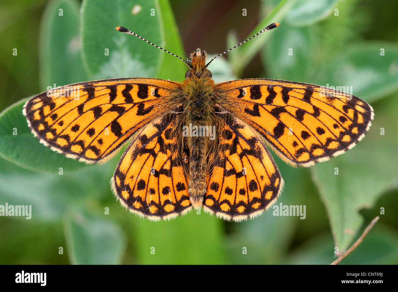 Petite perle-bordé fritillary (Clossiana selene, Boloria selene), vue d'en haut, l'Allemagne, Rhénanie-Palatinat Banque D'Images