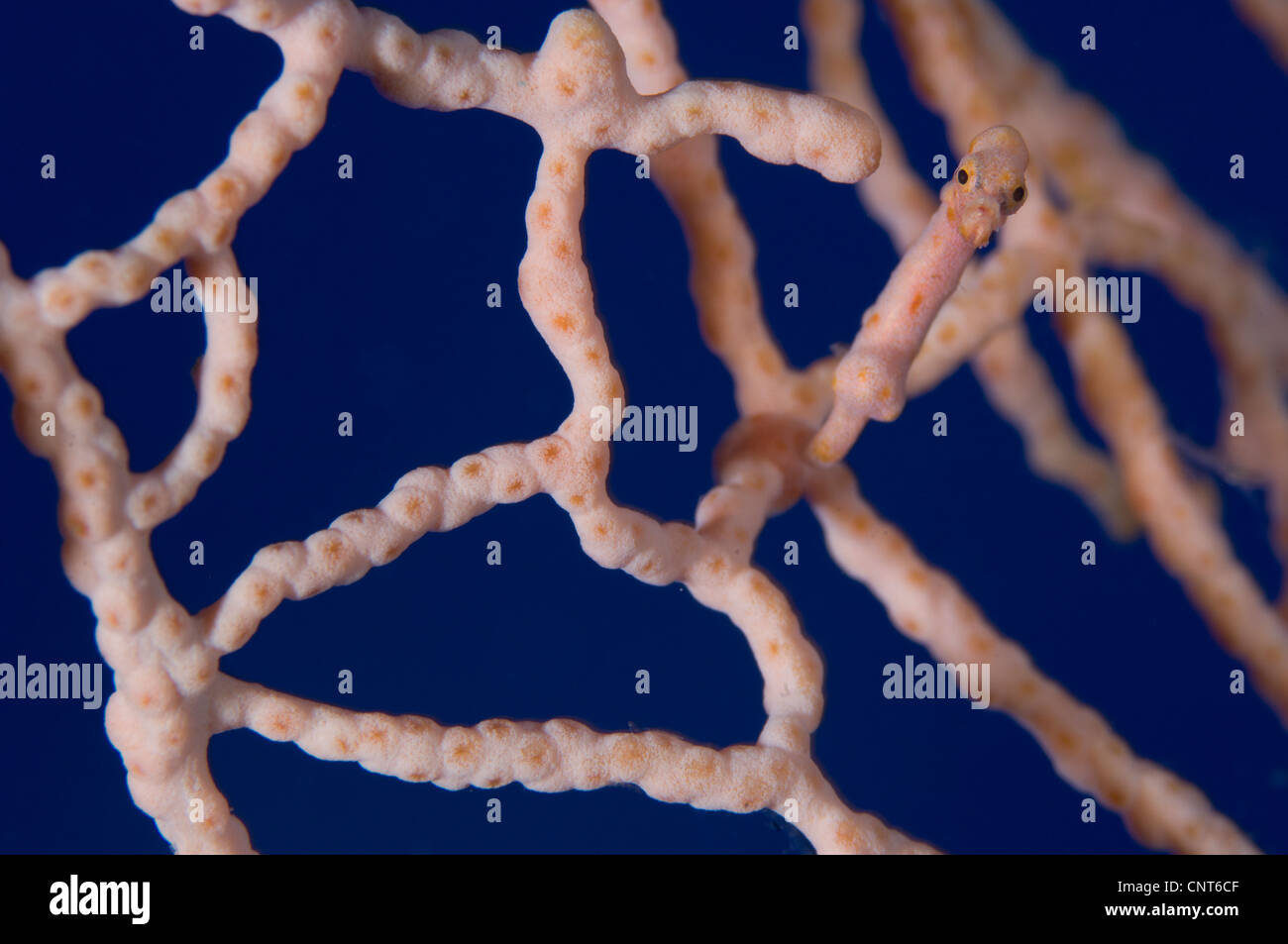 Hippocampe pygmée (Hippocampus denise) sur les éventails de mer, Kimbe Bay, la Papouasie-Nouvelle-Guinée. Banque D'Images