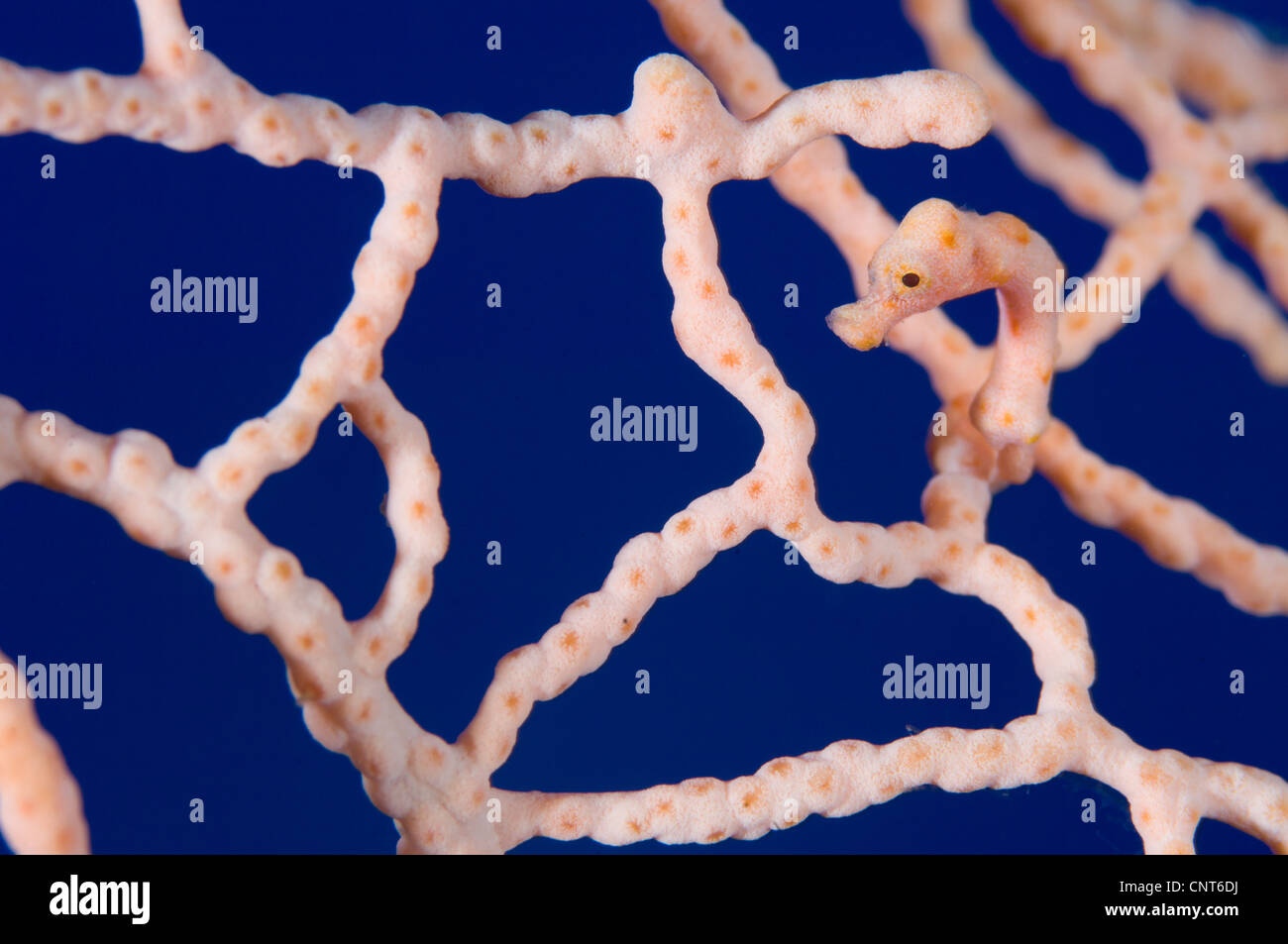 Hippocampe pygmée (Hippocampus denise) sur les éventails de mer, Kimbe Bay, la Papouasie-Nouvelle-Guinée. Banque D'Images