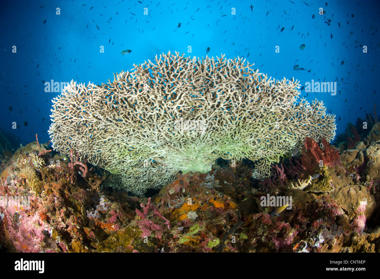 Face inférieure d'une table (coraux Acropora hyacinthus), Kimbe Bay, la Papouasie-Nouvelle-Guinée. Banque D'Images